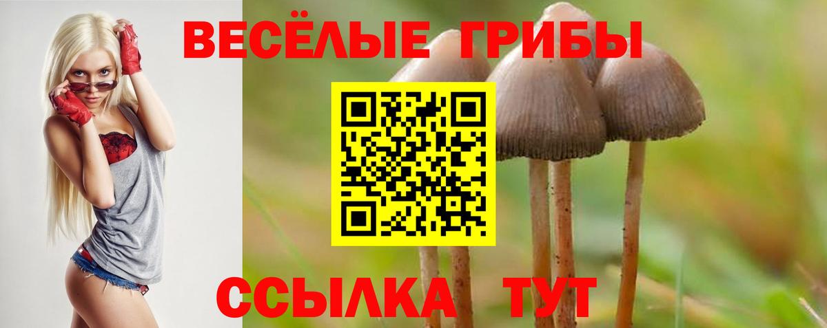 Псилоцибиновые грибы Psilocybe Лениногорск